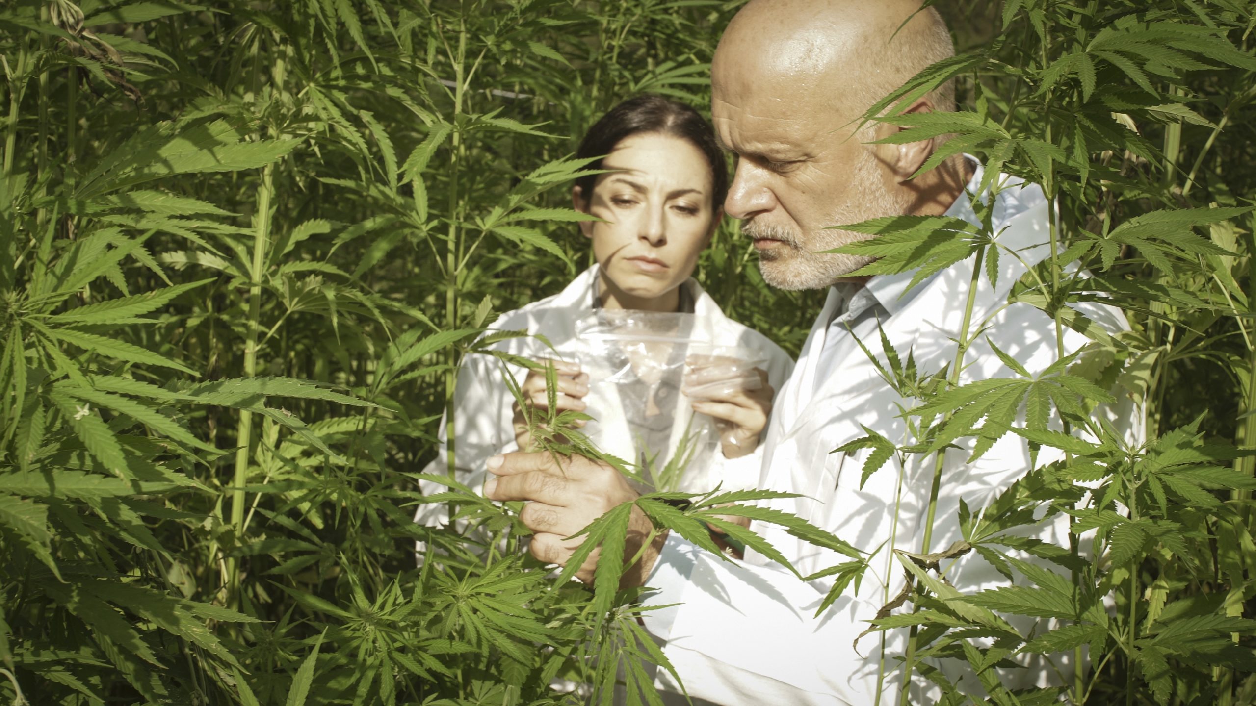 Researchers collecting hemp plant samples in the field