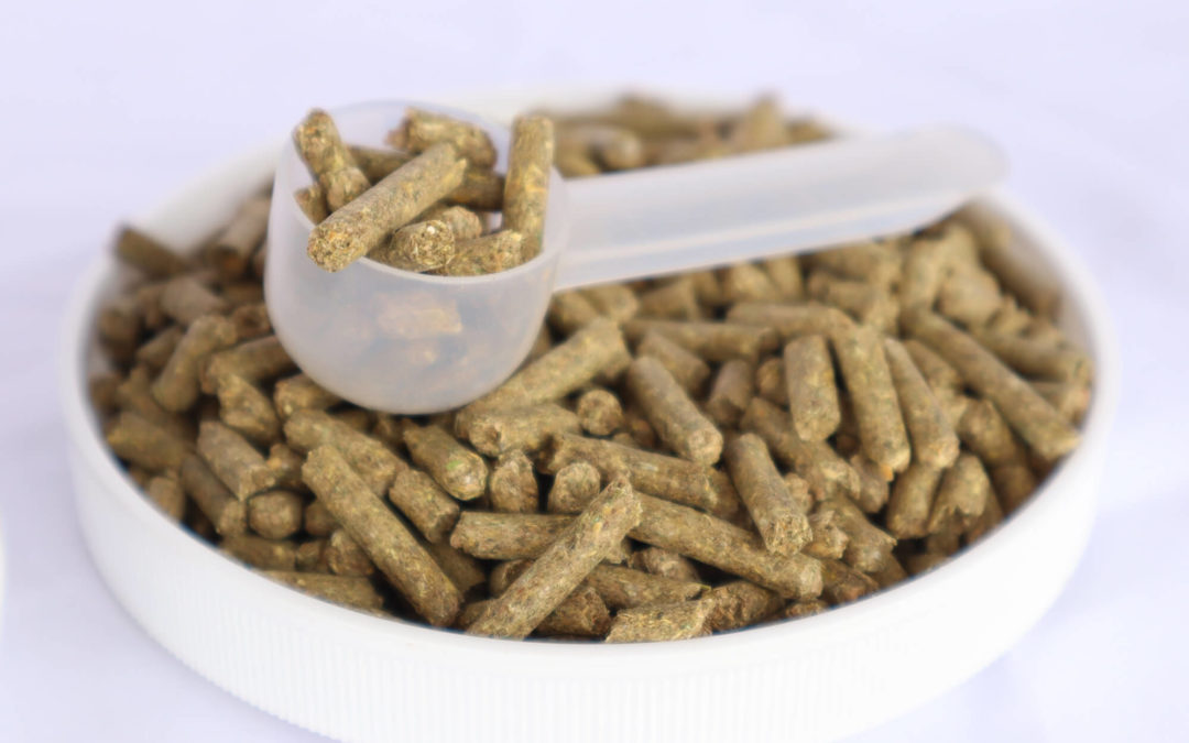 CBD Pellets For Horses & Everything You Need to Know