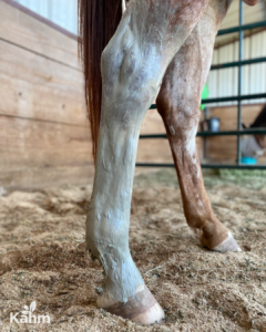 poultice-on-hind-leg-of-horse